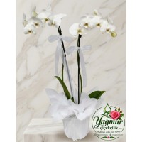 Çift Dal Beyaz Phalaenopsis Orkide Çift Dal Beyaz Phalaenopsis Orkide